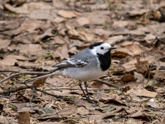 Motacilla alba