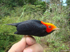 Ceratopipra rubrocapilla