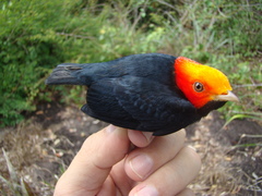 Ceratopipra rubrocapilla