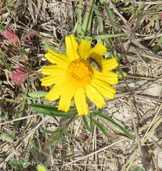 Acmaeodera neglecta