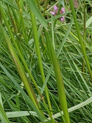 Alopecurus pratensis