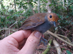 Willisornis poecilinotus