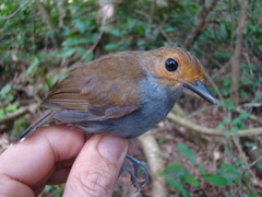 Willisornis poecilinotus