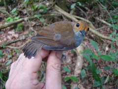 Willisornis poecilinotus