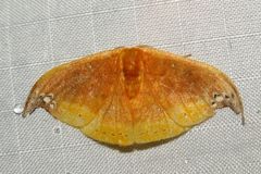 Tridrepana subtusmaculata