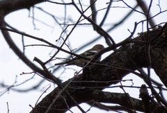 Fringilla coelebs