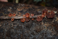 Anthracophyllum discolor