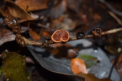 Anthracophyllum discolor