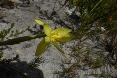Bobartia filiformis