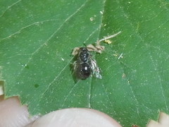 Lasioglossum pseudoplanulum