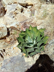 Agave cupreata