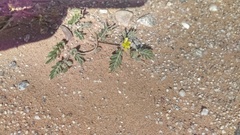 Kallstroemia californica