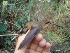 Phaethornis philippii