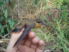 Phaethornis philippii