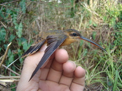 Phaethornis philippii