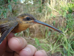 Phaethornis philippii