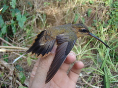 Phaethornis philippii