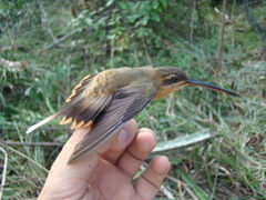 Phaethornis philippii