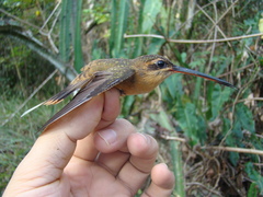 Phaethornis philippii