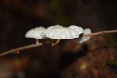 Marasmiellus alliiodorus