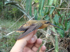 Phaethornis philippii