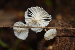 Marasmiellus alliiodorus
