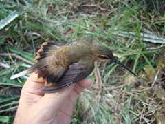 Phaethornis philippii