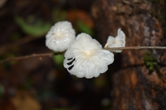 Marasmiellus alliiodorus