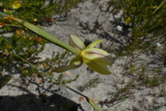 Bobartia filiformis