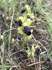 Ophrys fusca