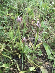 Serapias parviflora