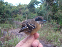 Myrmoborus myotherinus sororius