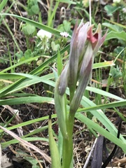 Serapias parviflora