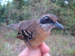 Myrmoborus myotherinus sororius