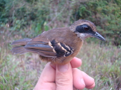 Myrmoborus myotherinus sororius