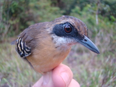 Myrmoborus myotherinus sororius