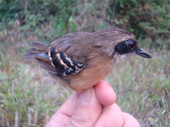 Myrmoborus myotherinus sororius