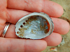 Haliotis spadicea