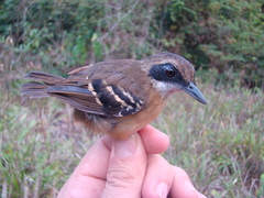 Myrmoborus myotherinus sororius