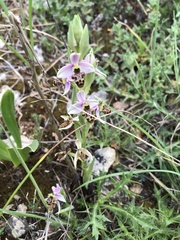 Ophrys scolopax apiformis