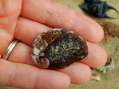 Haliotis spadicea