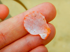 Talochlamys multistriata