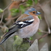 Common Chaffinch - Photo (c) Enzio Harpaintner, some rights reserved (CC BY-NC-ND)