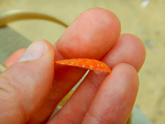 Talochlamys multistriata