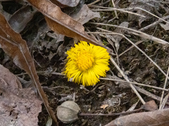 Tussilago farfara