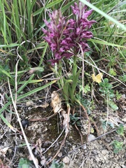 Anacamptis coriophora