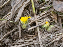 Tussilago farfara