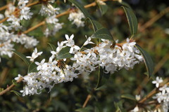 Osmanthus
