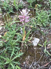 Anacamptis coriophora