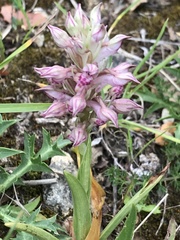 Anacamptis coriophora